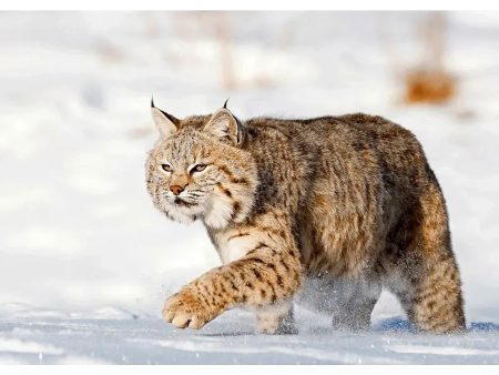 Bobcat in Snow - 3D Lenticular Postcard Greeting Cardd - NEW For Cheap