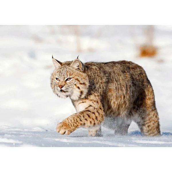 Bobcat in Snow - 3D Lenticular Postcard Greeting Cardd - NEW For Cheap