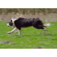 Border Collie Running - 3D Action Lenticular Postcard Greeting Card - NEW on Sale