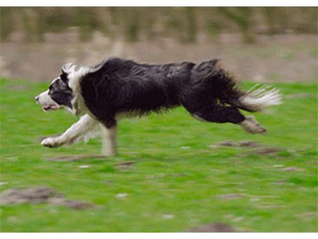 Border Collie Running - 3D Action Lenticular Postcard Greeting Card - NEW on Sale