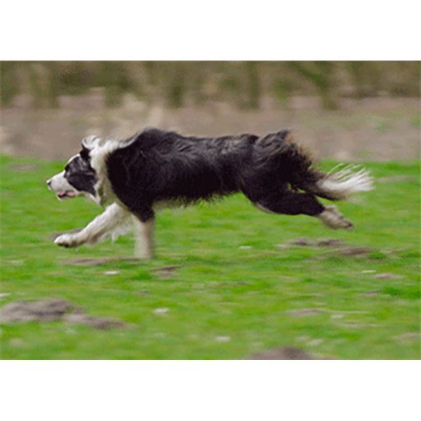 Border Collie Running - 3D Action Lenticular Postcard Greeting Card - NEW on Sale