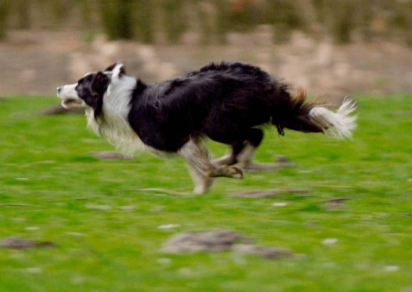 Border Collie Running - 3D Action Lenticular Postcard Greeting Card - NEW on Sale