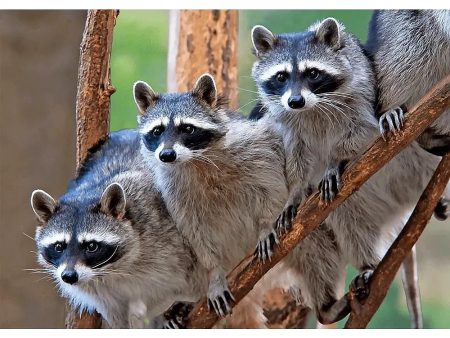 A gaze of Raccoons - 3D Lenticular Postcard Greeting Cardd Fashion