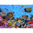 Colorful coral reef with tropical fish - 3D Lenticular Postcard Greeting Card- NEW For Cheap