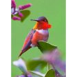 Rufous Hummingbird - 3D Lenticular Postcard Greeting Card Sale