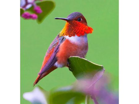 Rufous Hummingbird - 3D Lenticular Postcard Greeting Card Sale