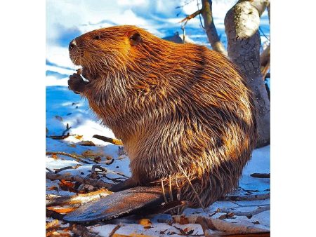 North American Beaver - 3D Lenticular Postcard Greeting Cardd - NEW Online