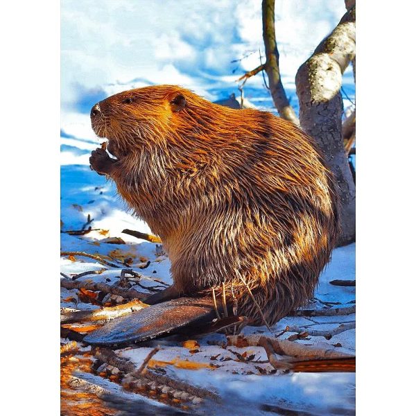 North American Beaver - 3D Lenticular Postcard Greeting Cardd - NEW Online