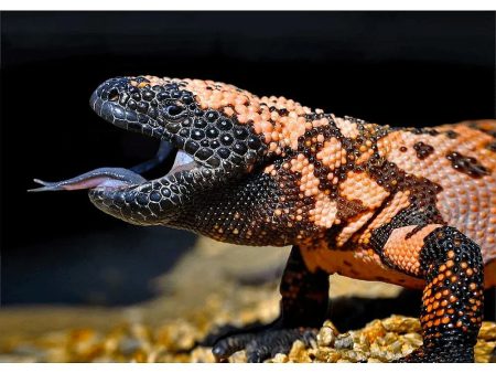 Gila Monster - Lizard - 3D Lenticular Postcard Greeting Card - NEW Online