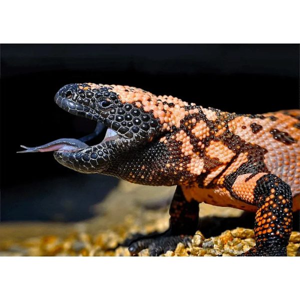 Gila Monster - Lizard - 3D Lenticular Postcard Greeting Card - NEW Online