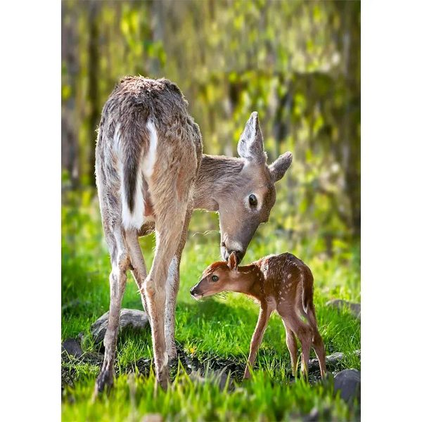 White-Tailed Deer - 3D Lenticular Postcard Greeting Card - NEW Fashion