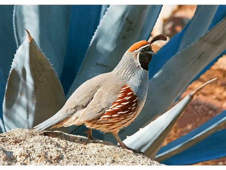 Gambel s Quail - Bird - 3D Lenticular Postcard Greeting Card For Sale