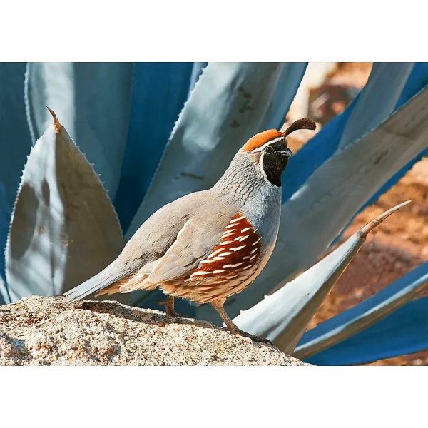 Gambel s Quail - Bird - 3D Lenticular Postcard Greeting Card For Sale