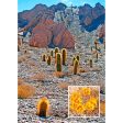 Barrel Cactus - 3D Lenticular Postcard Greeting Card - NEW Cheap