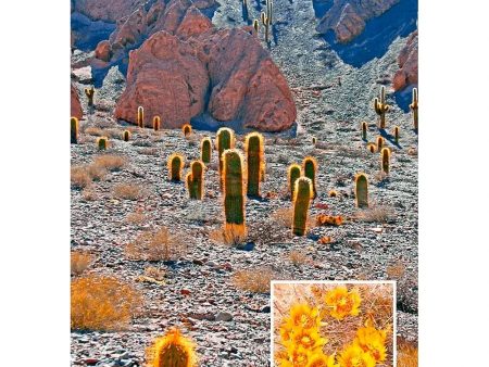 Barrel Cactus - 3D Lenticular Postcard Greeting Card - NEW Cheap