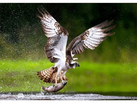 Majestic Osprey - 3D Lenticular Postcard Greeting Card on Sale