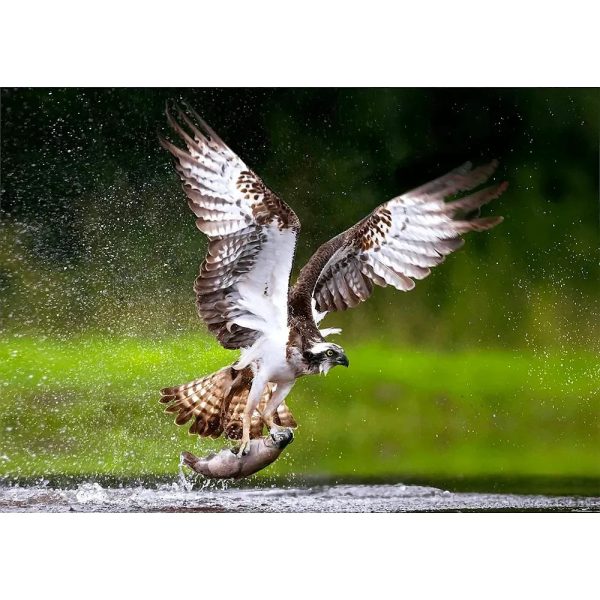 Majestic Osprey - 3D Lenticular Postcard Greeting Card on Sale