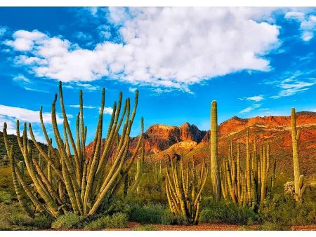 Organ Pipe Cactus - Sonoran Desert Plant - 3D Lenticular Postcard Greeting Card - NEW Online Hot Sale