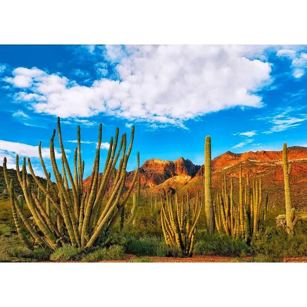 Organ Pipe Cactus - Sonoran Desert Plant - 3D Lenticular Postcard Greeting Card - NEW Online Hot Sale