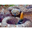 Western Diamondback Rattlesnake - 3D Lenticular Postcard Greeting Card - NEW For Cheap