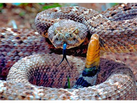 Western Diamondback Rattlesnake - 3D Lenticular Postcard Greeting Card - NEW For Cheap