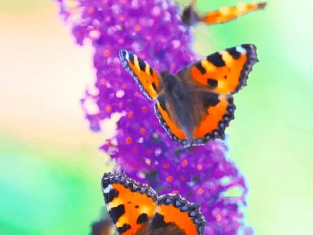 Butterfly on Lilac - 3D Lenticular Postcard Greeting Card - NEW Online Hot Sale