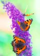 Butterfly on Lilac - 3D Lenticular Postcard Greeting Card - NEW Online Hot Sale