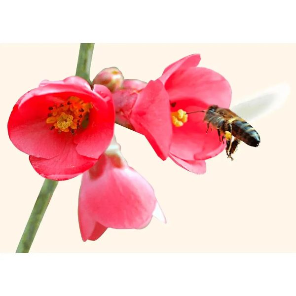 Bee Collecting Nectar - 3D Flip Lenticular Postcard Greeting Card - NEW Sale