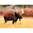 Bull Moose - 3D Lenticular Postcard Greeting Cardd - NEW Online Hot Sale