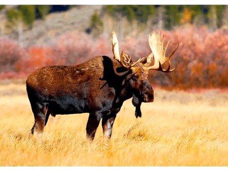 Bull Moose - 3D Lenticular Postcard Greeting Cardd - NEW Online Hot Sale