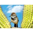 Cactus Wren - Bird - 3D Lenticular Postcard Greeting Card on Sale