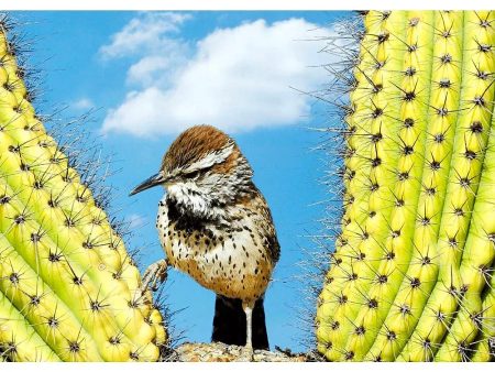 Cactus Wren - Bird - 3D Lenticular Postcard Greeting Card on Sale