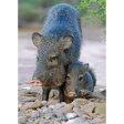 Javelina - 3D Lenticular Postcard Greeting Card - NEW Supply