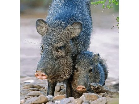 Javelina - 3D Lenticular Postcard Greeting Card - NEW Supply