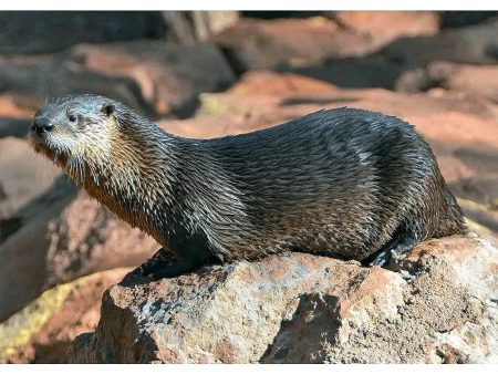 River Otter - 3D Lenticular Postcard Greeting Card - NEW Sale