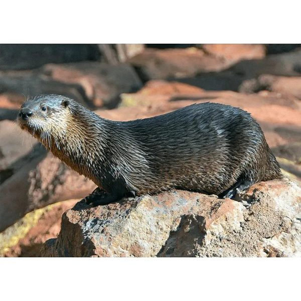 River Otter - 3D Lenticular Postcard Greeting Card - NEW Sale