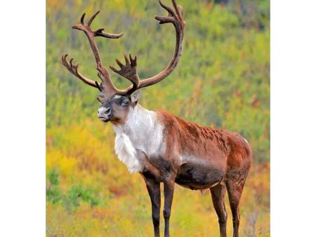 Caribou in Denali National Park, Alaska - 3D Lenticular Postcard Greeting Cardd For Sale