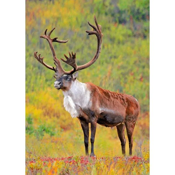 Caribou in Denali National Park, Alaska - 3D Lenticular Postcard Greeting Cardd For Sale