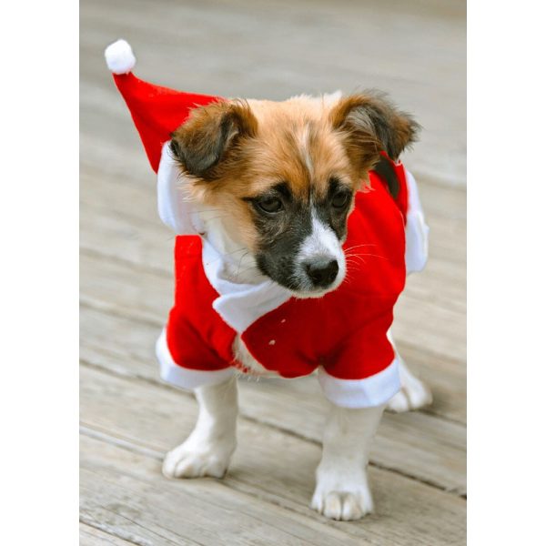 Christmas Puppy - 3D Lenticular Postcard Greeting Card - NEW Sale