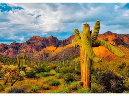 Saguaro Cactus 2 - Sonoran Desert Plant - 3D Lenticular Postcard Greeting Card - NEW For Discount