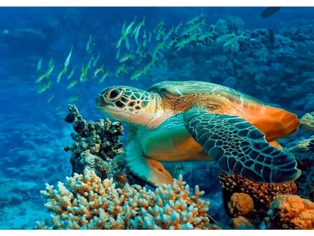 Green Sea TURTLE - 3D Lenticular Postcard Greeting Card- NEW on Sale