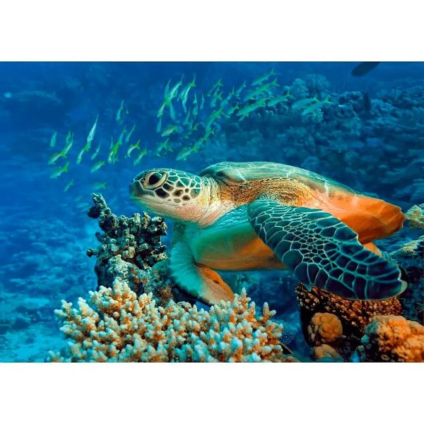 Green Sea TURTLE - 3D Lenticular Postcard Greeting Card- NEW on Sale