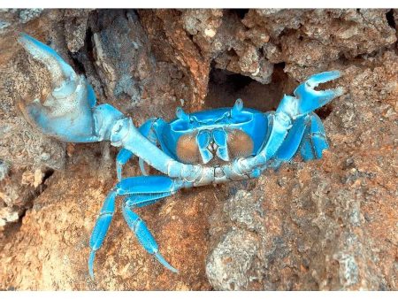 Blue Crab - 3D Lenticular Postcard Greeting Card- NEW Hot on Sale