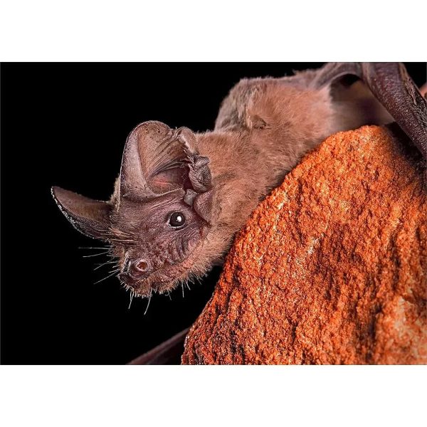 Mexican Free-Tailed Bat - 3D Lenticular Postcard Greeting Cardd - NEW Hot on Sale