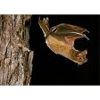 Mexican Free-Tailed Bat - 3D Lenticular Postcard Greeting Cardd - NEW Hot on Sale