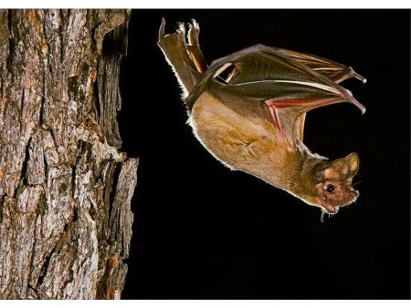 Mexican Free-Tailed Bat - 3D Lenticular Postcard Greeting Cardd - NEW Hot on Sale