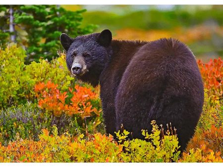 Black Bear - 3D Lenticular Postcard Greeting Cardd - NEW Discount