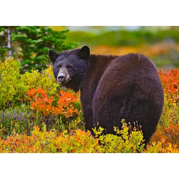 Black Bear - 3D Lenticular Postcard Greeting Cardd - NEW Discount