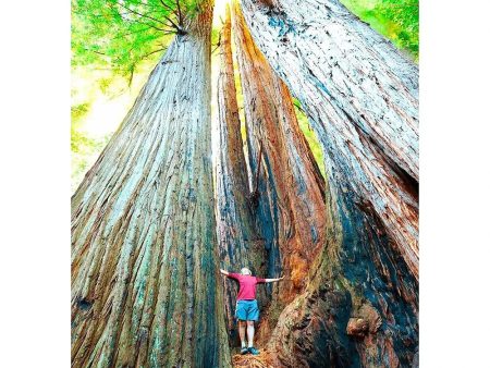 Coast Redwood Trees - 3D Lenticular Postcard Greeting Card - NEW Discount