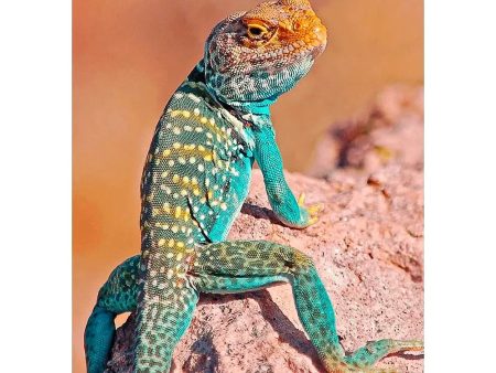 Collared Lizard - 3D Lenticular Postcard Greeting Card - NEW For Cheap